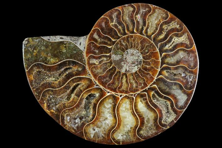 Agatized Ammonite Fossil (Half) - Madagascar #125072